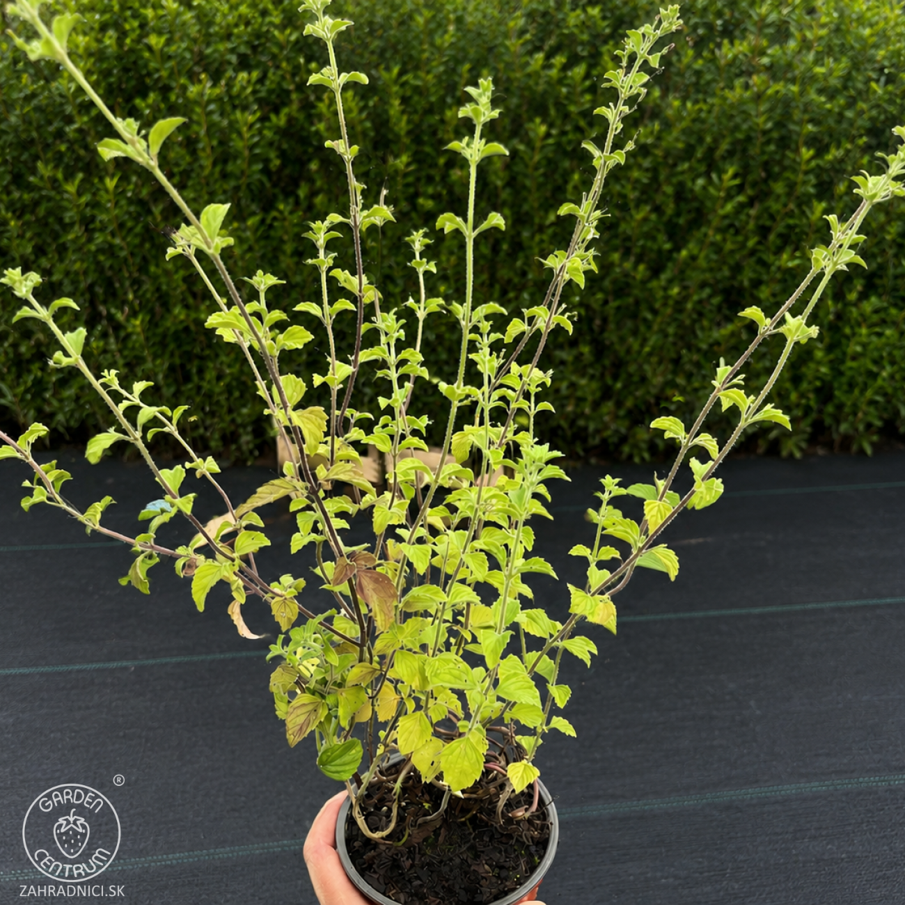 Obrázok Marulka kocúrnik (Calamintha nepeta) ‘BLUE CLOUD’ - kont. C1L